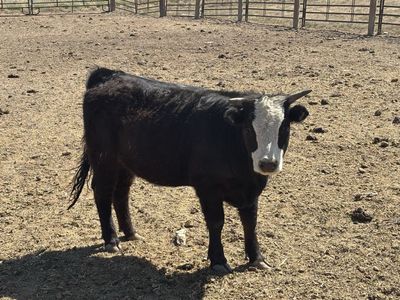 Yearling Mini Heifers