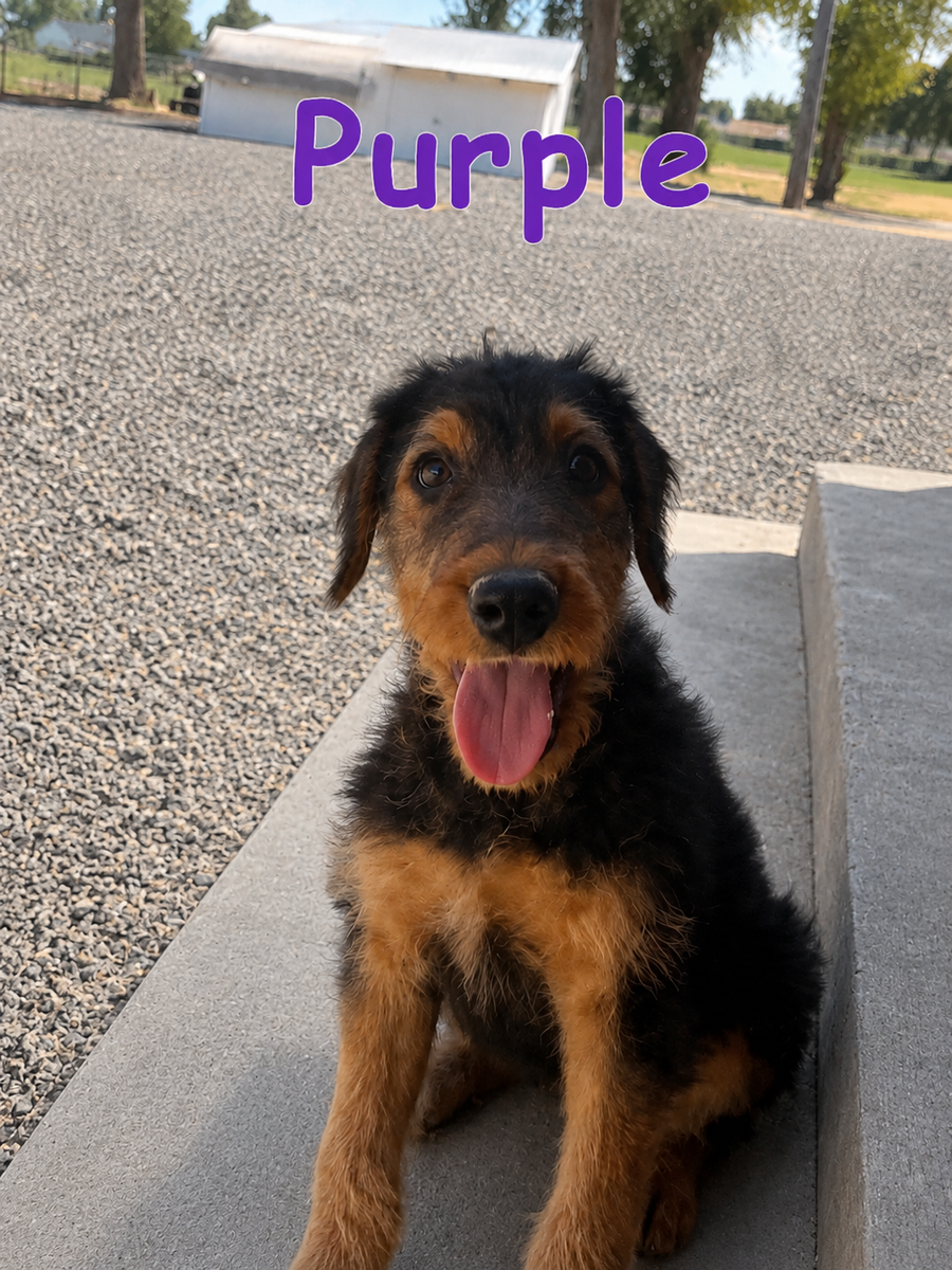 LARGE AKC Airedale Pups