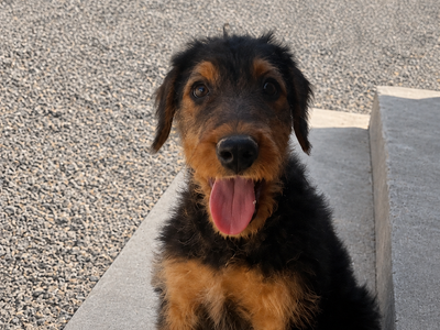 LARGE AKC Airedale Pups