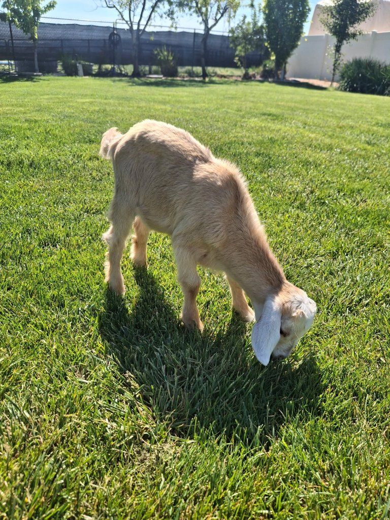 Goat for sale
