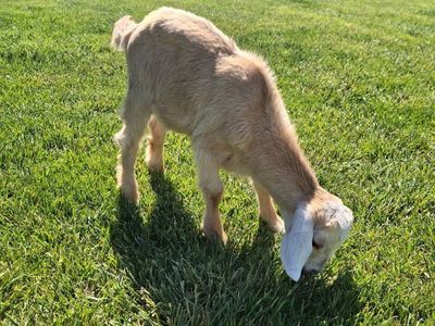 Goat for sale