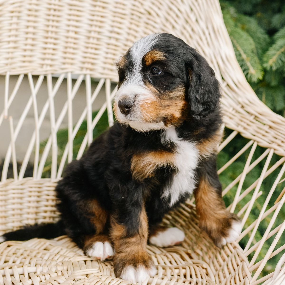 Mini Bernedoodle Puppies!