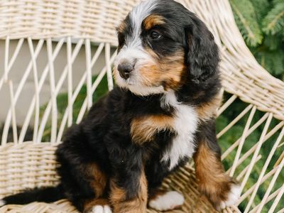 Mini Bernedoodle Puppies!