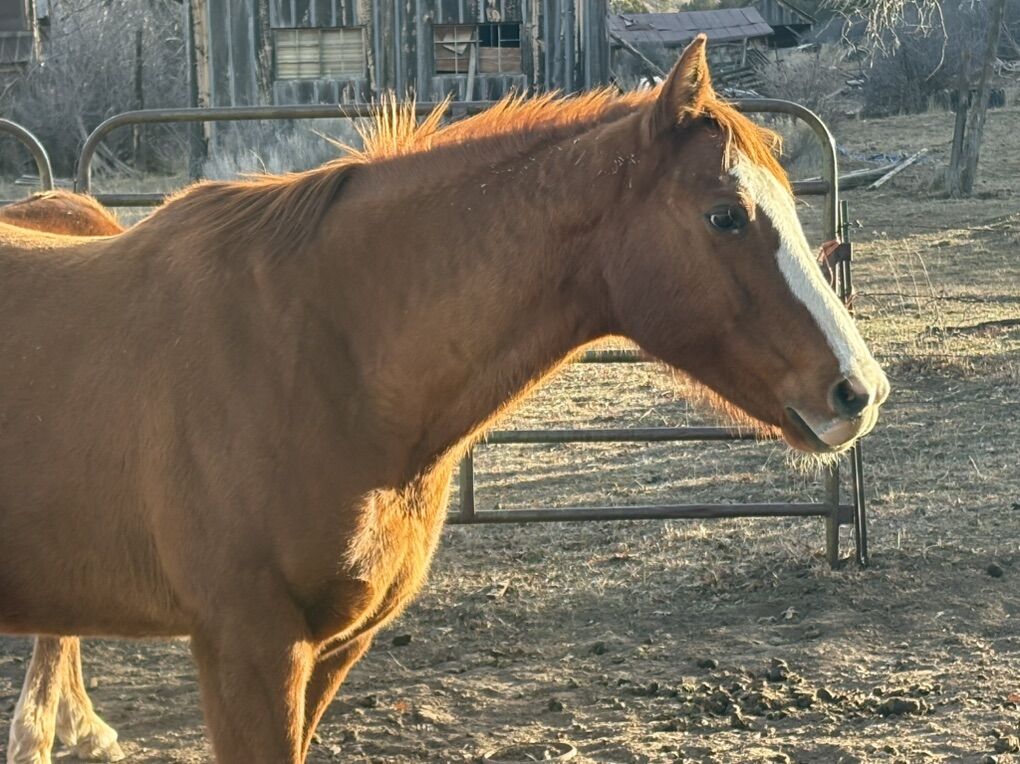 12 Year old grade Mare