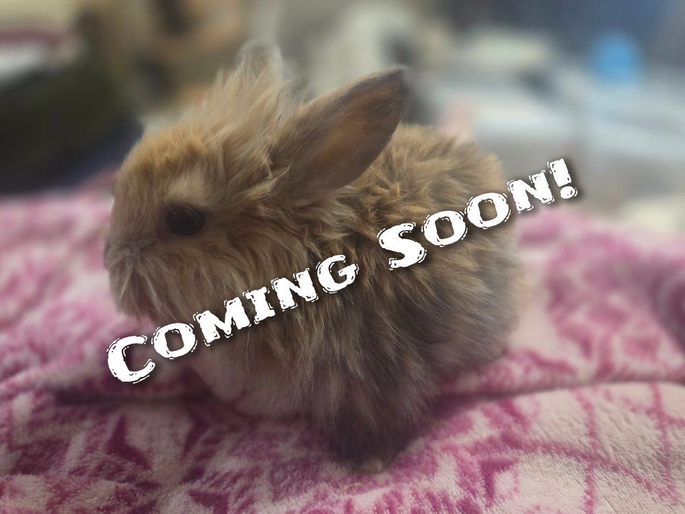 Bunny Baby Rabbits Ready for Homes