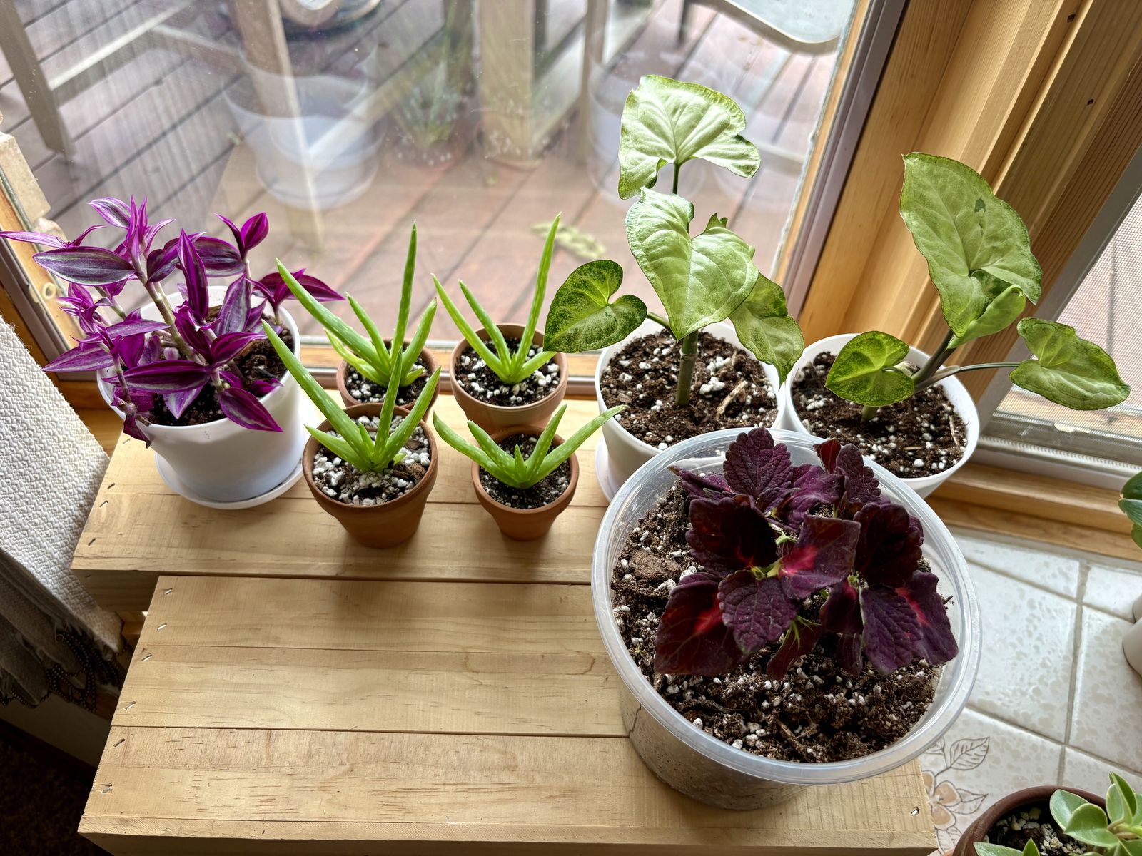 Aloe Vera, Pink Paradise Tradescantia, Coleus, and Syngonium Potted House Plants