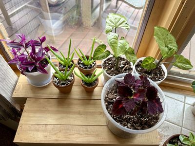 Aloe Vera, Pink Paradise Tradescantia, Coleus, and Syngonium Potted House Plants