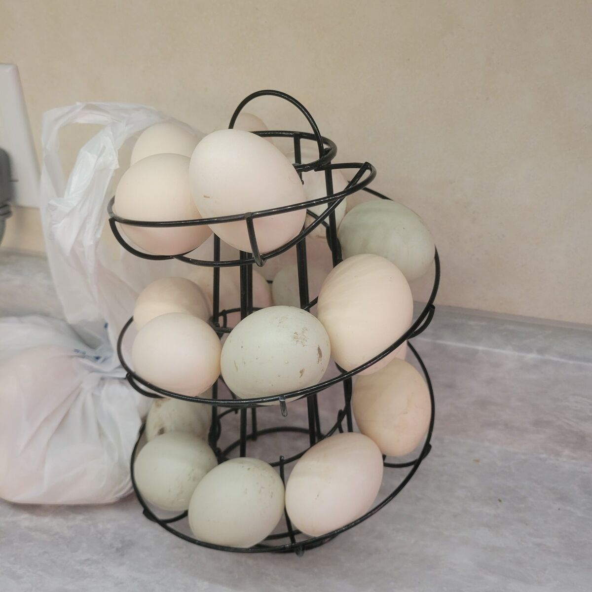 duck eggs for trade