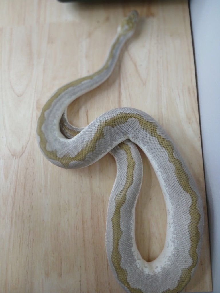 Ball Python
