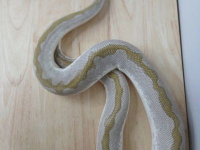 Ball Python