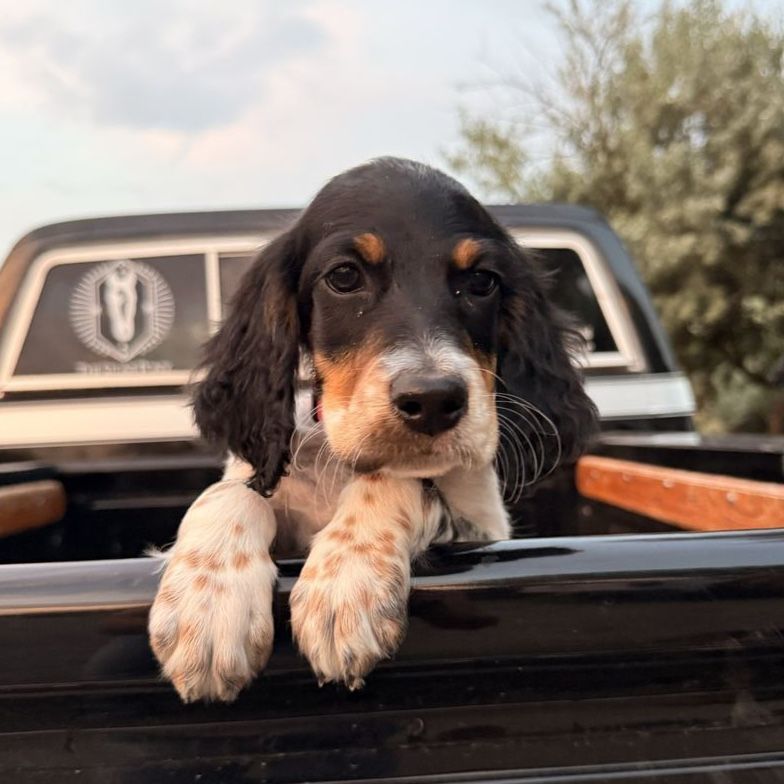 ️Only 2 Left Llewellin Setter Puppies️- Well bred & Papered