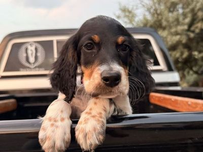 ️Only 2 Left Llewellin Setter Puppies️- Well bred & Papered