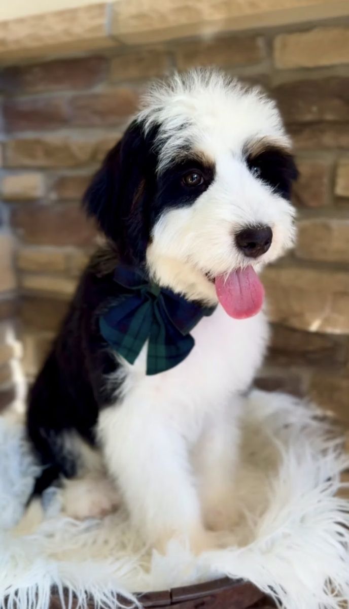 Bernedoodle