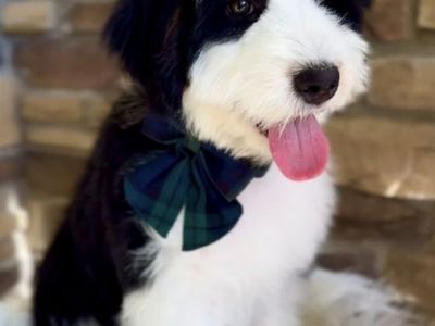 Bernedoodle