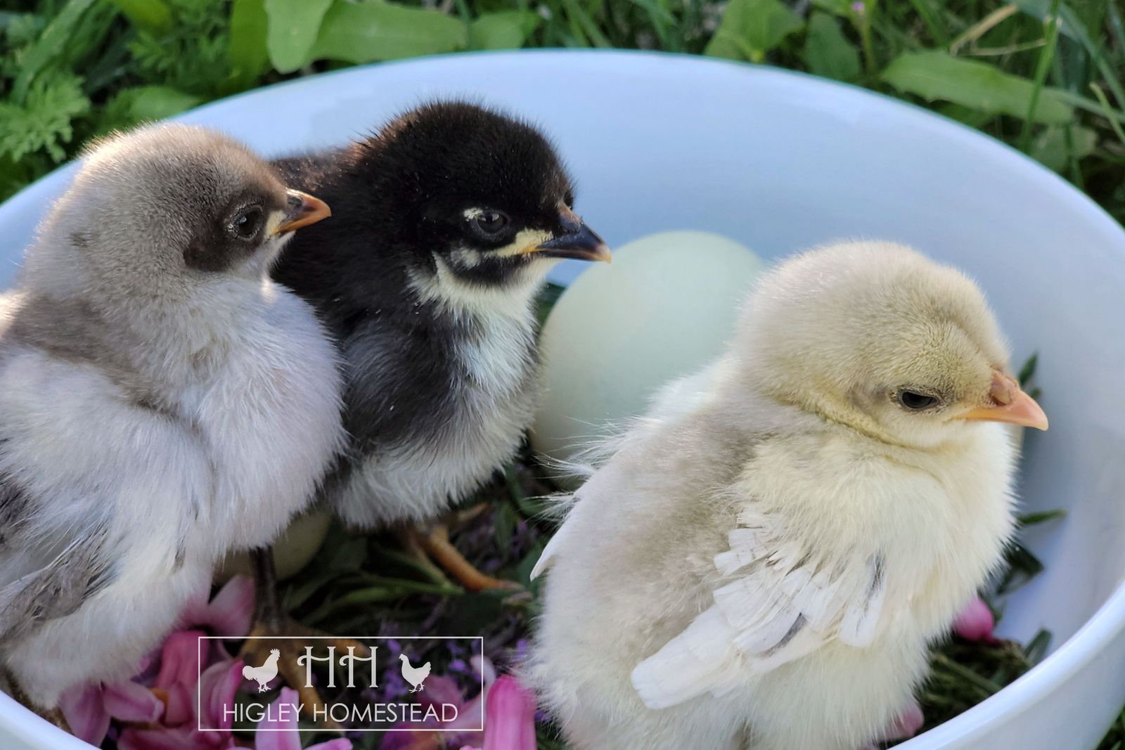 Spring Sale - Buy 3, Get 1 Free!