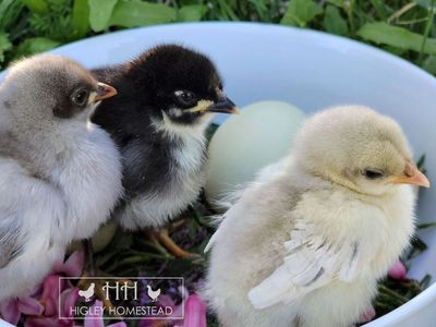 Spring Sale - Buy 3, Get 1 Free!