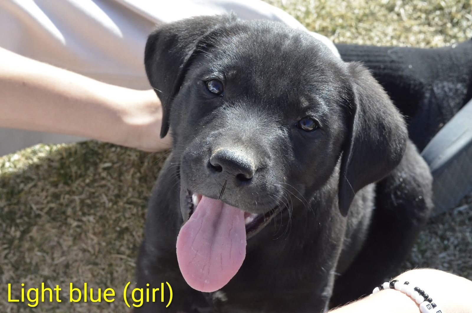 Retriever/ German Sheppit mix puppies