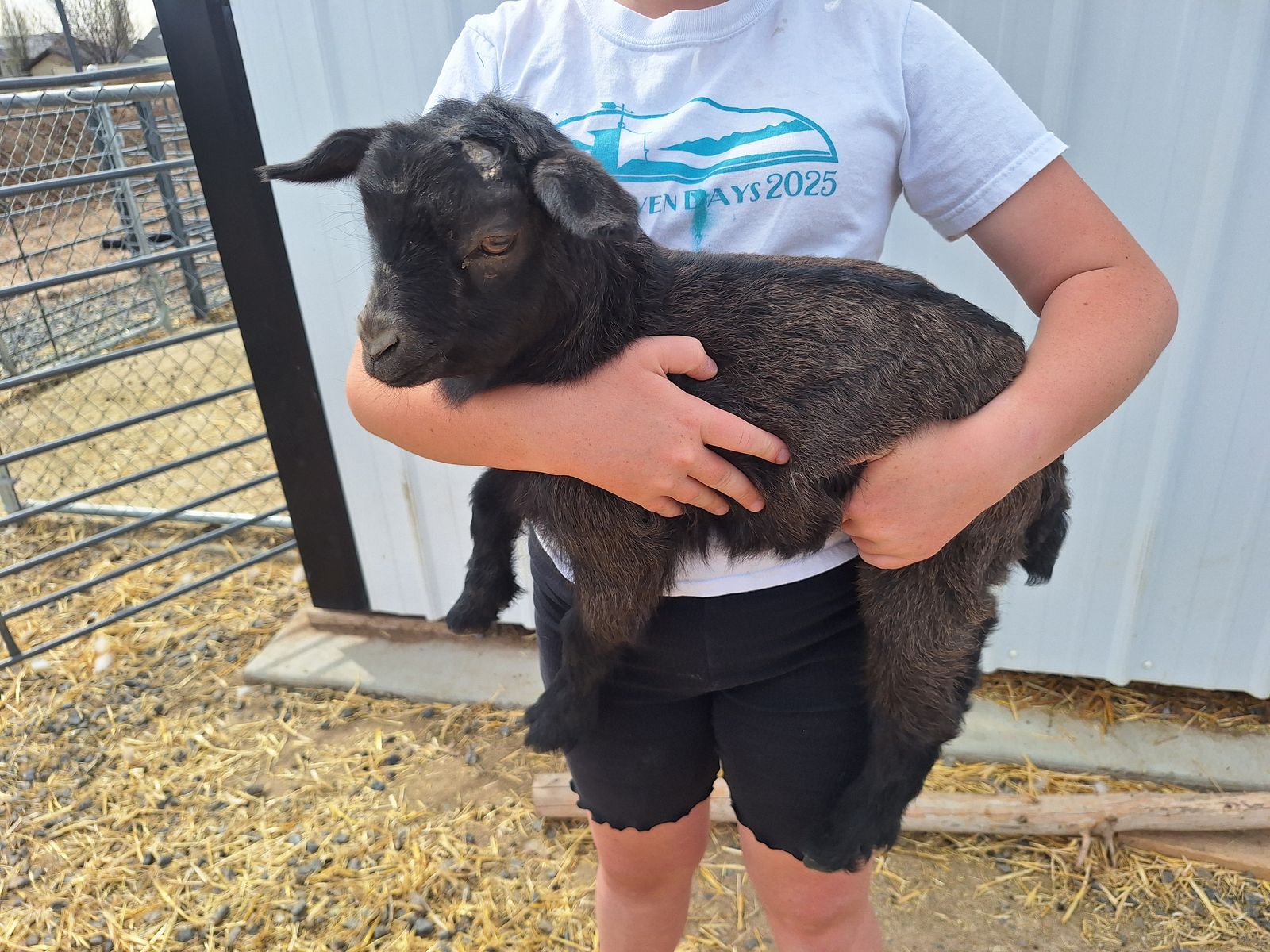 REDUCED Baby Fainting Goats (Disbudded)