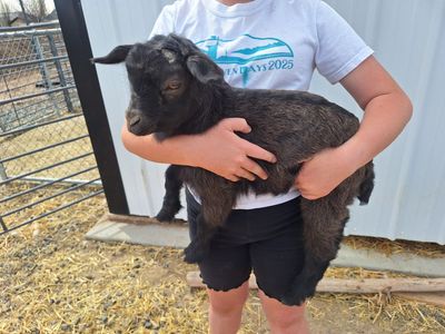 REDUCED Baby Fainting Goats (Disbudded)