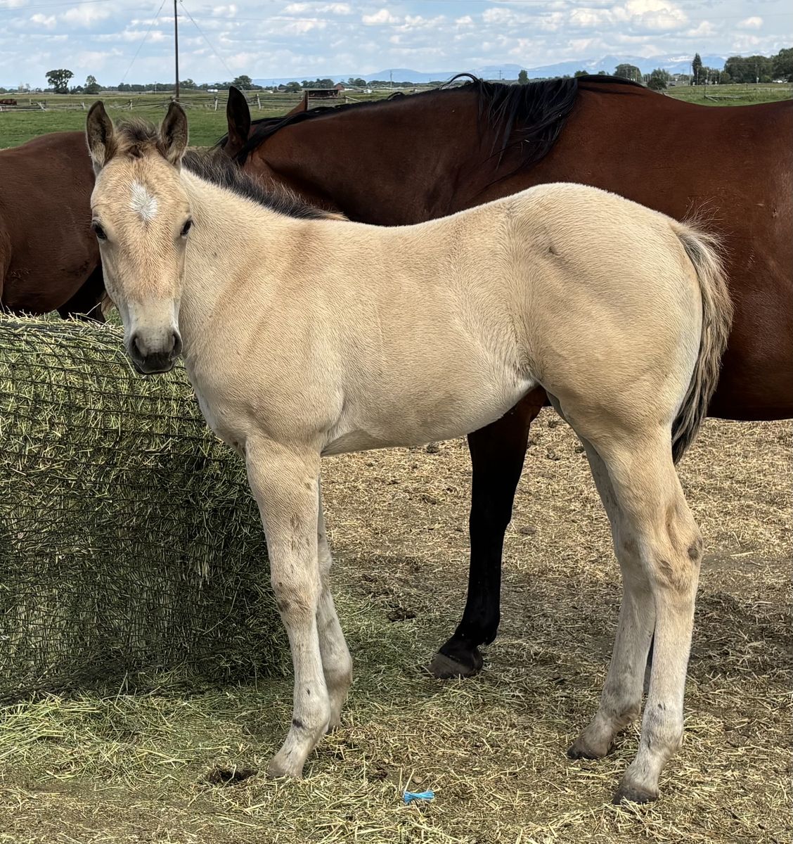 2026 Grade Dunskin Filly "Honeybee"