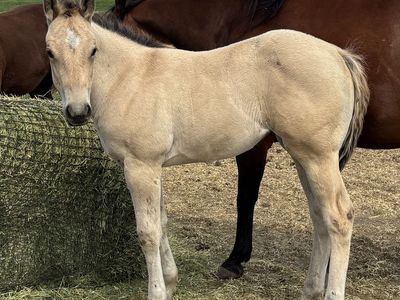 2026 Grade Dunskin Filly "Honeybee"
