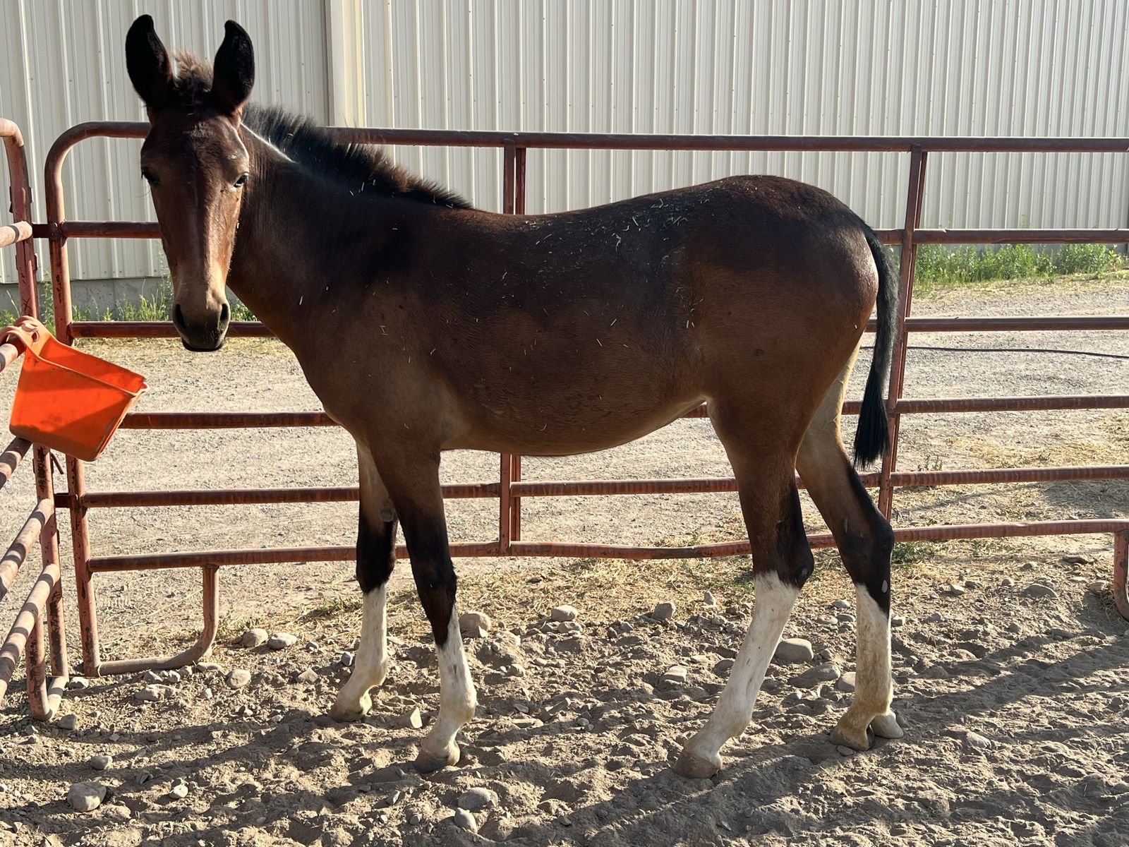 Gaited Molly Mule Weanling