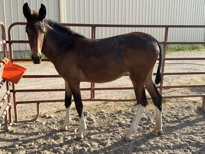 Gaited Molly Mule Weanling