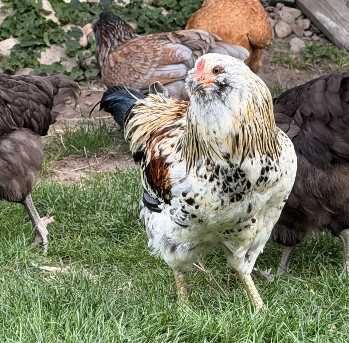 Ameraucana rooster