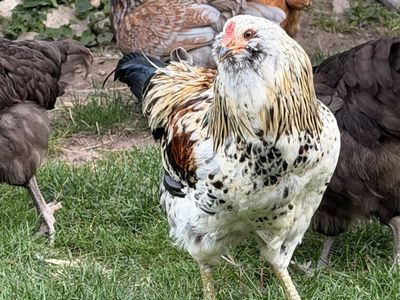Ameraucana rooster