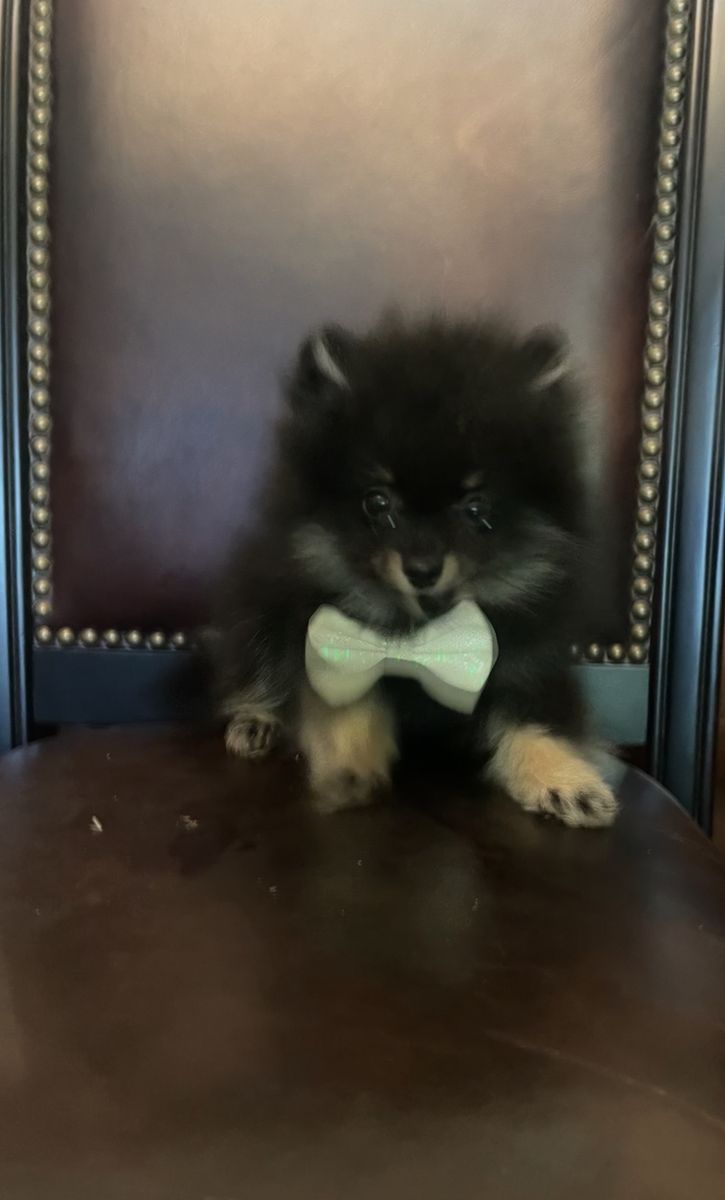 One left Teeny Tiny AKC bred teacup Pomeranian puppies sale/trade