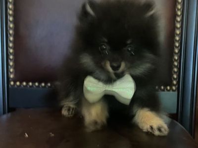 One left Teeny Tiny AKC bred teacup Pomeranian puppies sale/trade
