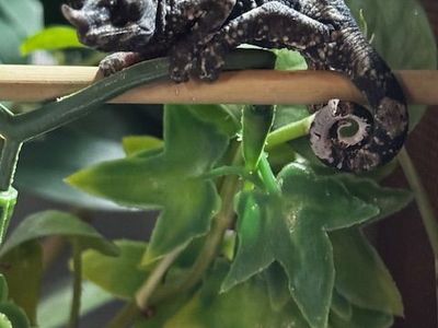 Juvenile Rainbow Jackson's Chameleon