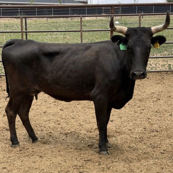 Corriente heifer