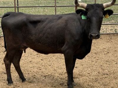 Corriente heifer