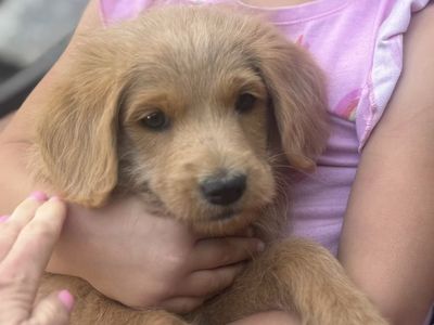 Darling F1 Labradoodle Boys!