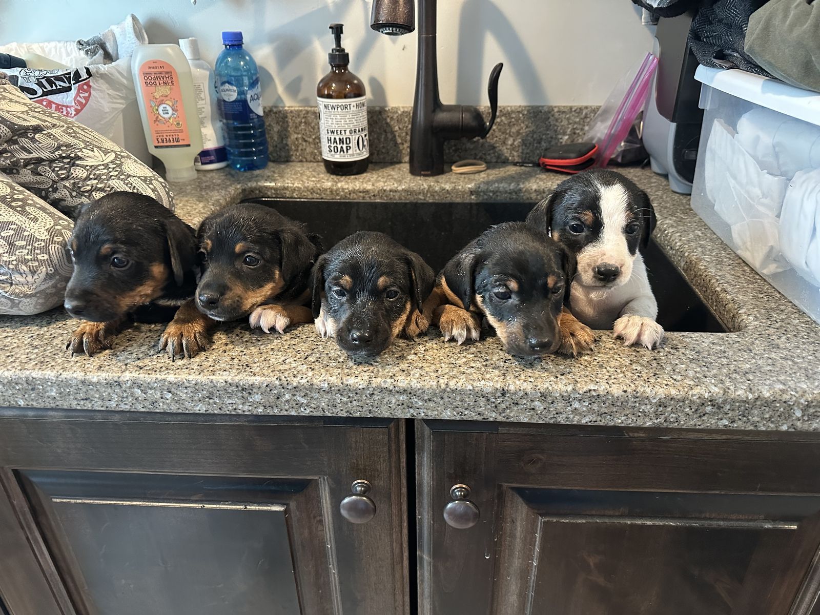 Jack Russell/Jagd Terrier mix