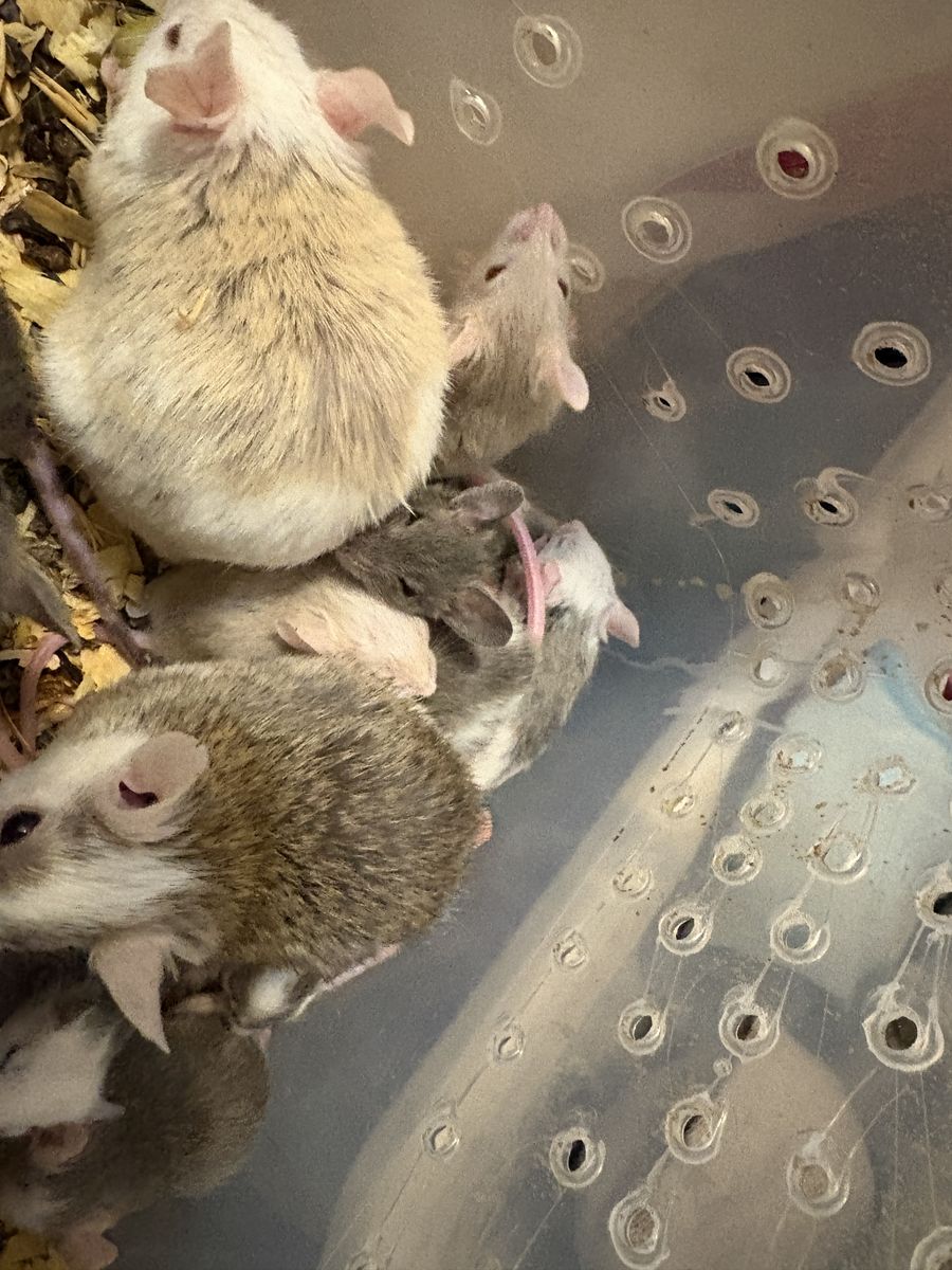 ASF rats