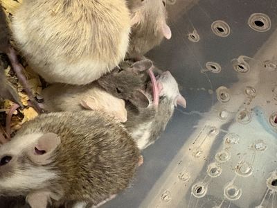 ASF rats
