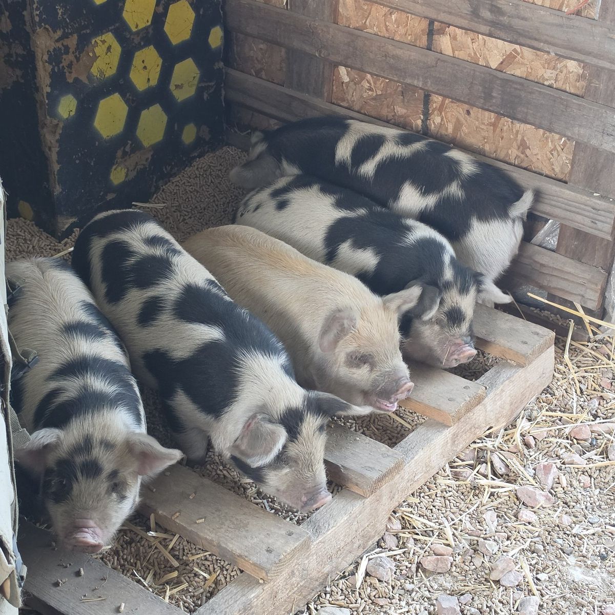 IPP Kunekune cross piglets