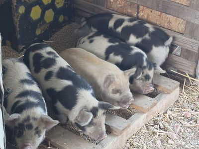 IPP Kunekune cross piglets