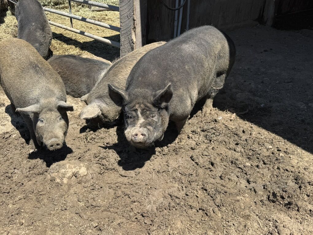 Breeding IPP Boar For Sale