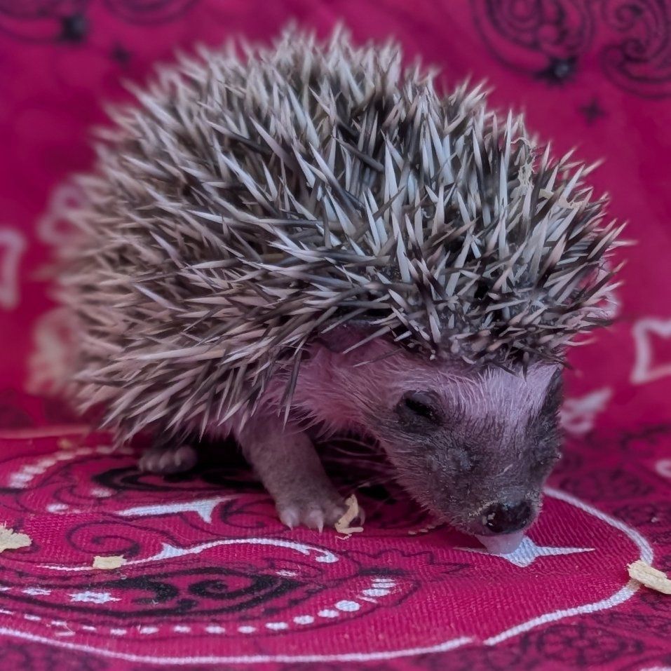 Baby Female Hedgehog "Willow"