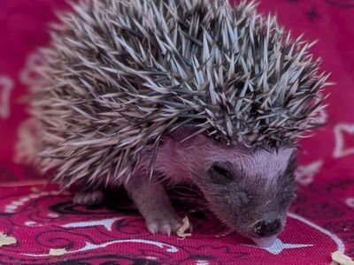 Baby Female Hedgehog "Willow"