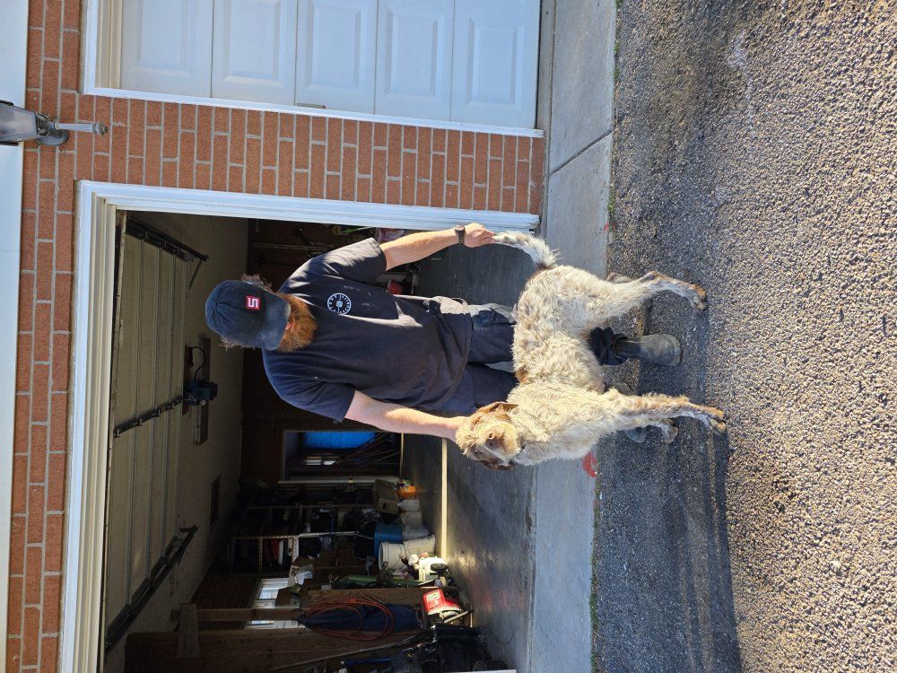 14 month German Short hair/standard poodle