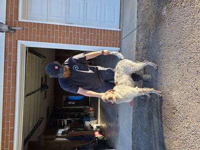 14 month German Short hair/standard poodle