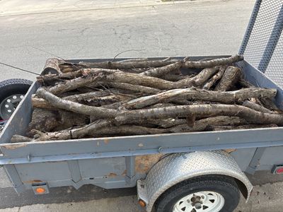 Free load of Apricot wood