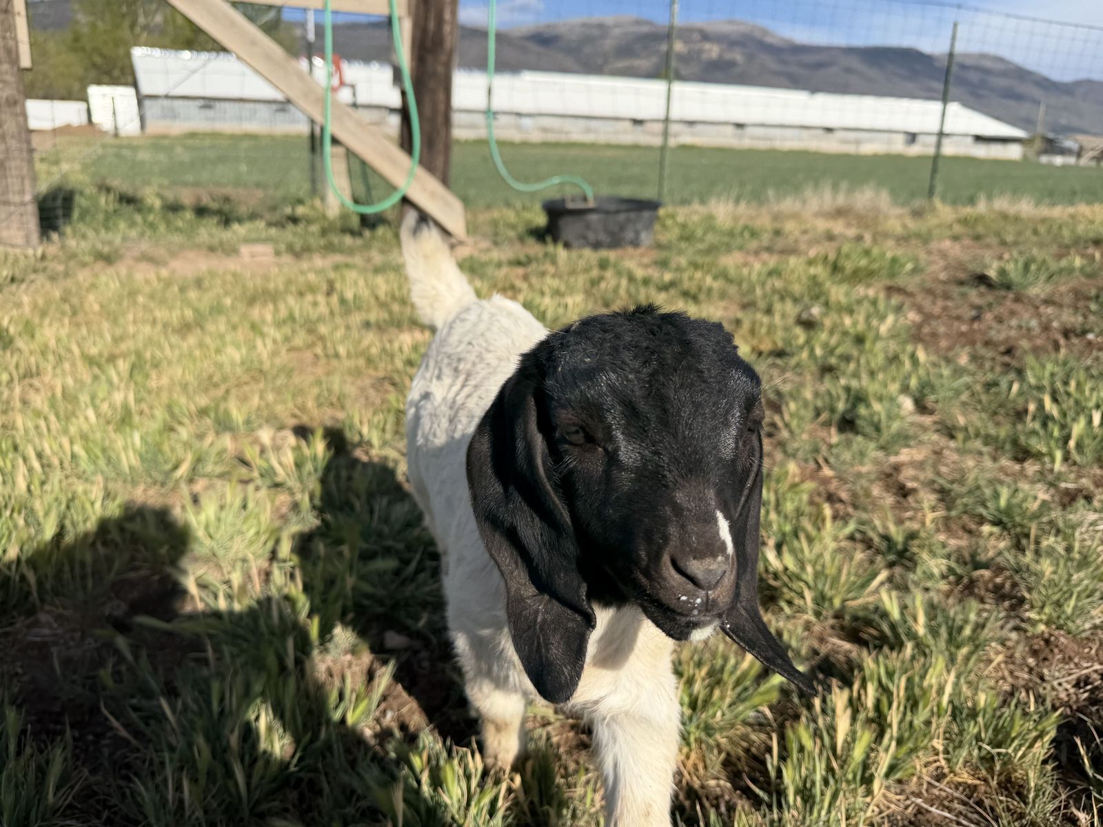 Boer Goat Doelings