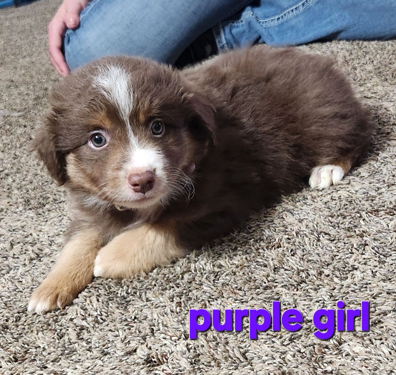ASDR Registered mini/standard assuie  puppies