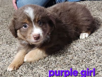 ASDR Registered mini/standard assuie puppies