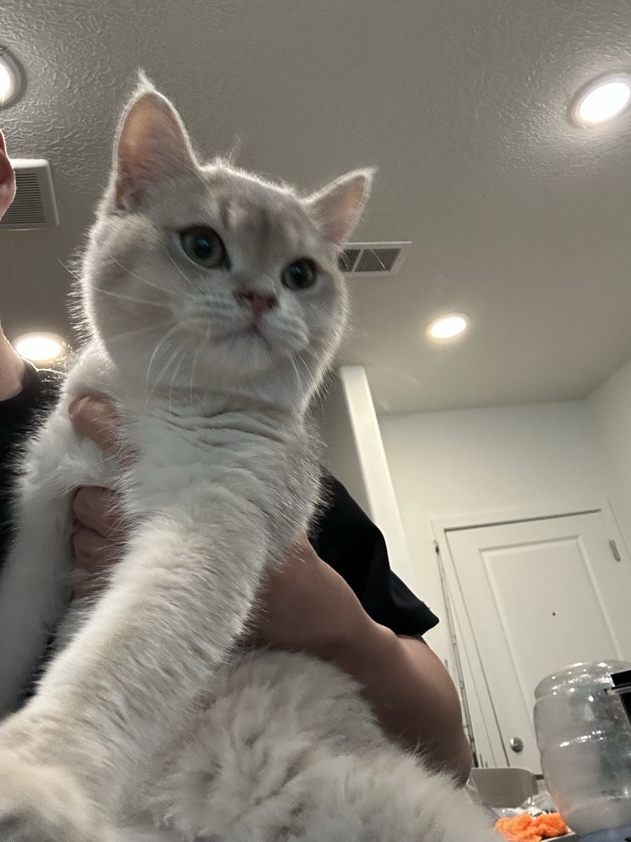 Male British shorthair silver